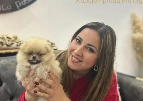 Pomeranac PRELEPI štenci - 1/4