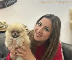 Pomeranac PRELEPI štenci