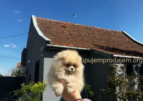 Pomeranac PRELEPI štenci - 2/4