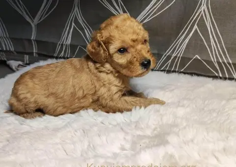 Mini Pudle štenci - 1/11