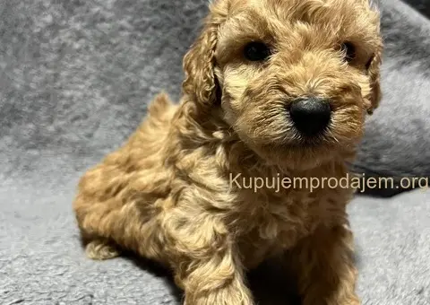 Mini Pudle štenci - 3/11