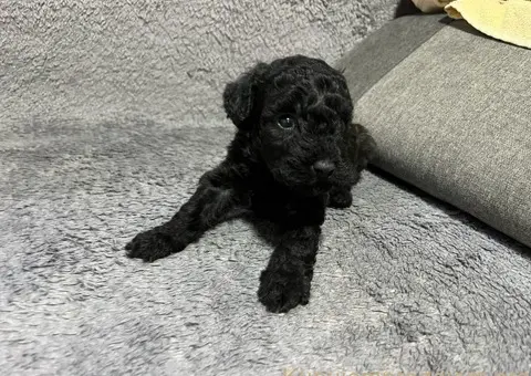 Mini Pudle štenci - 4/11