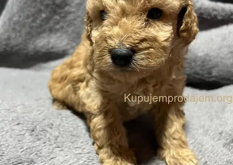 Mini Pudle štenci - 5/11