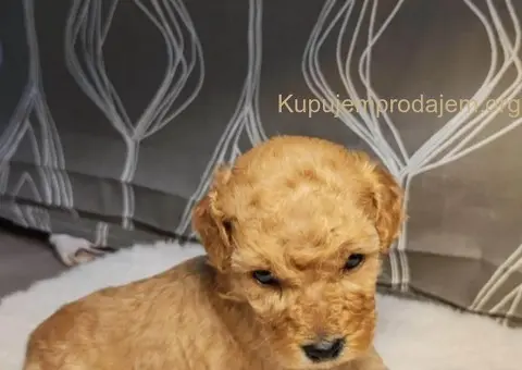 Mini Pudle štenci - 6/11