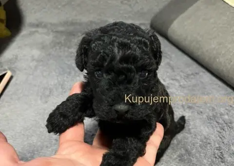 Mini Pudle štenci - 7/11