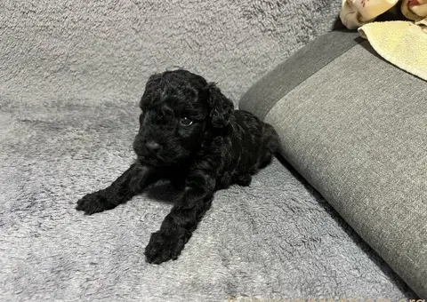 Mini Pudle štenci - 8/11