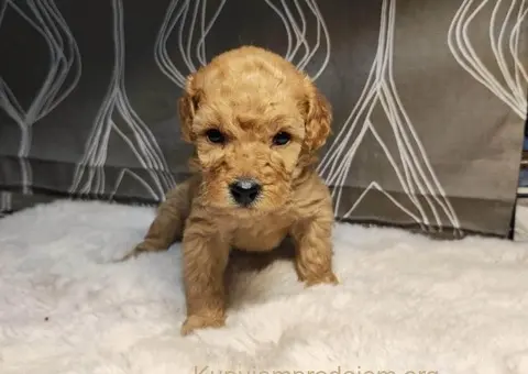 Mini Pudle štenci - 9/11