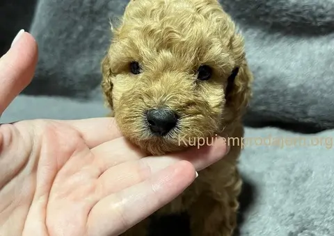 Mini Pudle štenci - 10/11