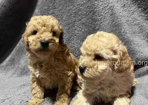 Mini Pudle štenci - 11/11