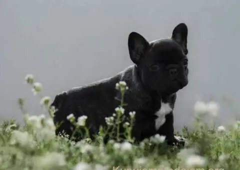 Francuski Buldog prelepi stenci - 1/11