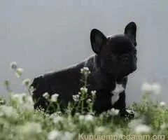 Francuski Buldog prelepi stenci
