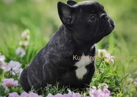 Francuski Buldog prelepi stenci - 2/11