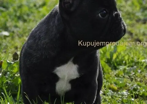 Francuski Buldog prelepi stenci - 3/11