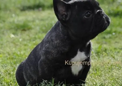 Francuski Buldog prelepi stenci - 4/11