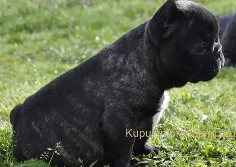 Francuski Buldog prelepi stenci - 5/11