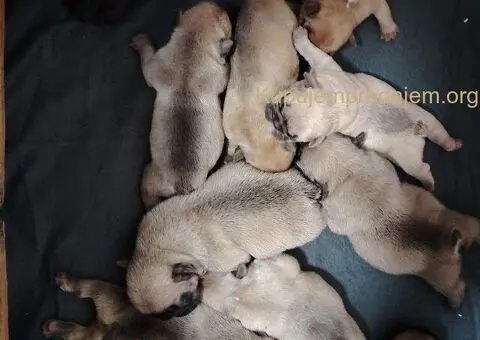 Francuski Buldog prelepi stenci - 6/11