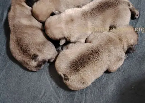 Francuski Buldog prelepi stenci - 7/11