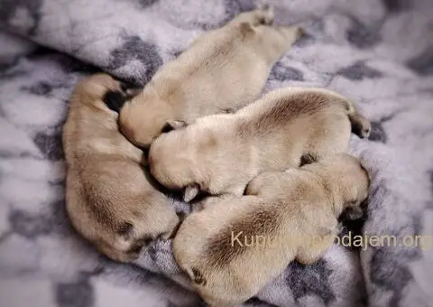 Francuski Buldog prelepi stenci - 8/11