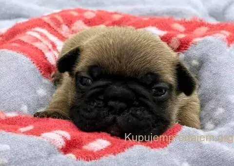 Francuski Buldog prelepi stenci - 9/11