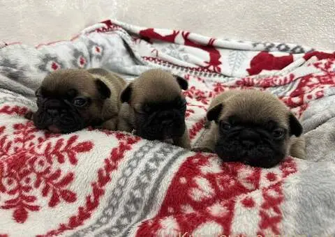 Francuski Buldog prelepi stenci - 10/11