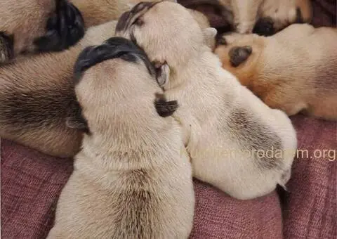 Francuski Buldog prelepi stenci - 11/11