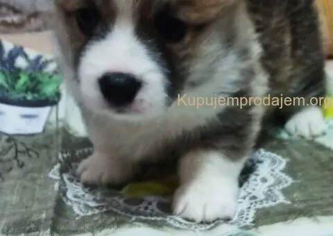 KORGI - ŠTENCI na prodaju - 1/3