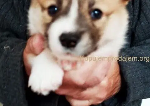 KORGI - ŠTENCI na prodaju - 2/3