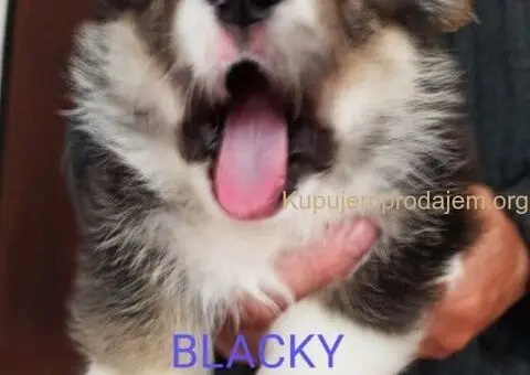 KORGI - ŠTENCI na prodaju - 3/3