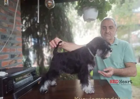 Patuljasti šnaucer žensko štene - 1/5