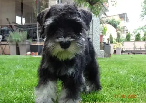 Patuljasti šnaucer žensko štene - 2/5