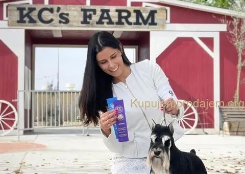 Patuljasti šnaucer žensko štene - 4/5