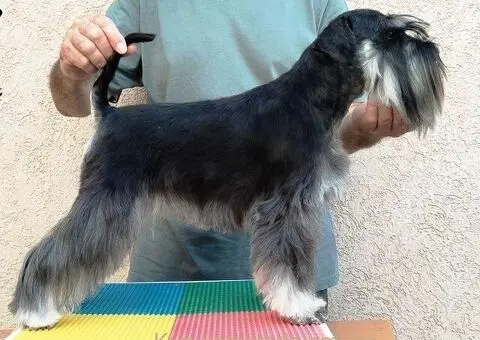 Patuljasti šnaucer žensko štene - 5/5