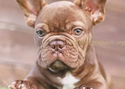 Egzoticni mužjaci za parenje - 1/5