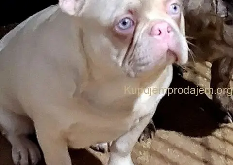 Egzoticni mužjaci za parenje - 2/5