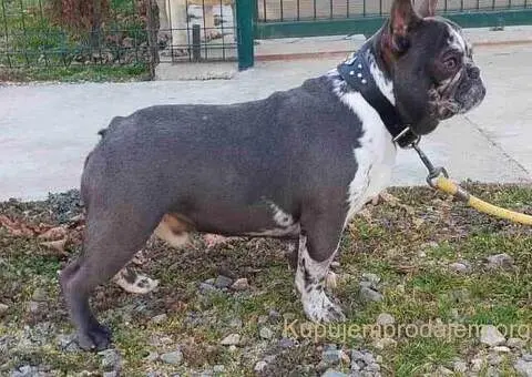 Egzoticni mužjaci za parenje - 3/5