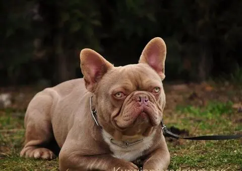 Egzoticni mužjaci za parenje - 4/5