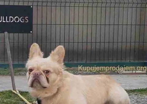 Egzoticni mužjaci za parenje - 5/5