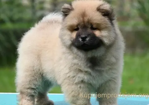 Chow Chow Cau Cau Čau Čau - 1/5