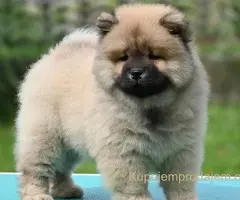 Chow Chow Cau Cau Čau Čau