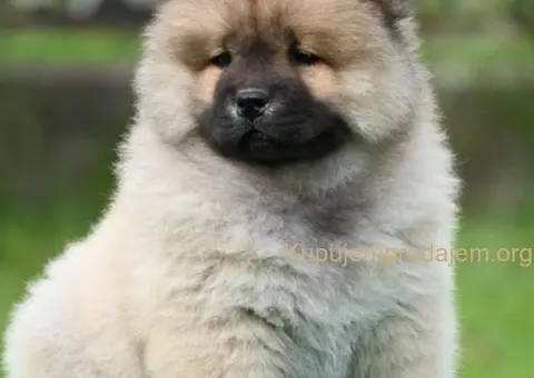 Chow Chow Cau Cau Čau Čau - 2/5