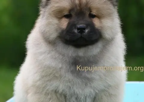 Chow Chow Cau Cau Čau Čau - 3/5