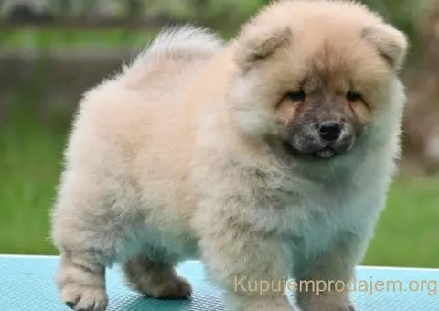 Chow Chow Cau Cau Čau Čau - 4/5