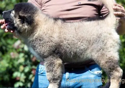 Kavkaski ovčar prelepi štenci - 2/11