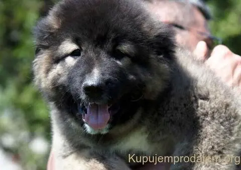 Kavkaski ovčar prelepi štenci - 4/11