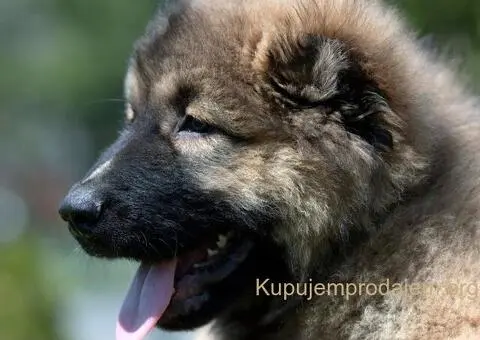 Kavkaski ovčar prelepi štenci - 5/11