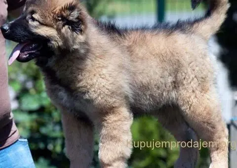 Kavkaski ovčar prelepi štenci - 6/11