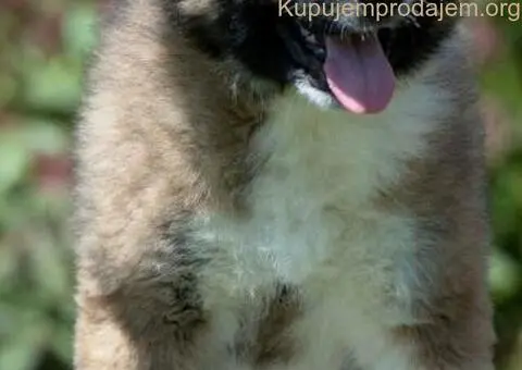 Kavkaski ovčar prelepi štenci - 7/11
