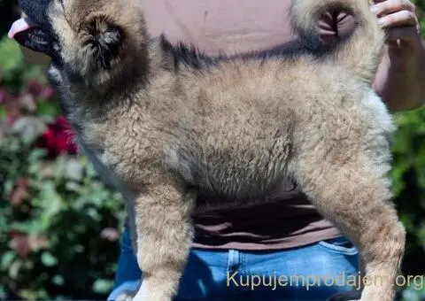Kavkaski ovčar prelepi štenci - 8/11