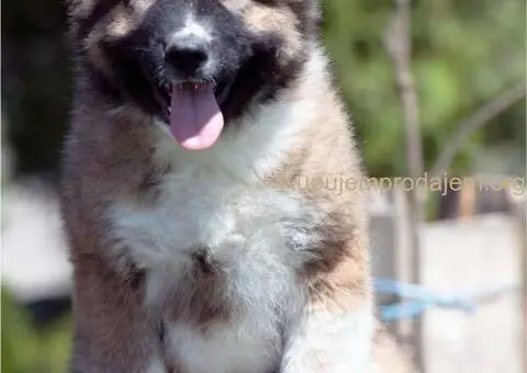 Kavkaski ovčar prelepi štenci - 9/11