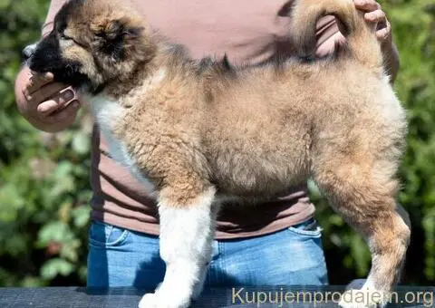 Kavkaski ovčar prelepi štenci - 10/11